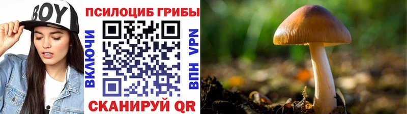 Псилоцибиновые грибы Magic Shrooms  Купить где  Кемерово 